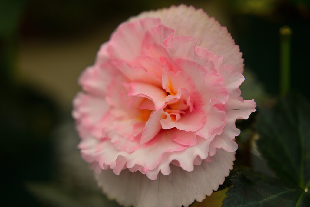 ピンクの花