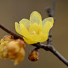 いぶし銀の花