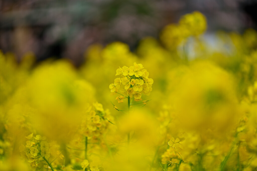 菜の花