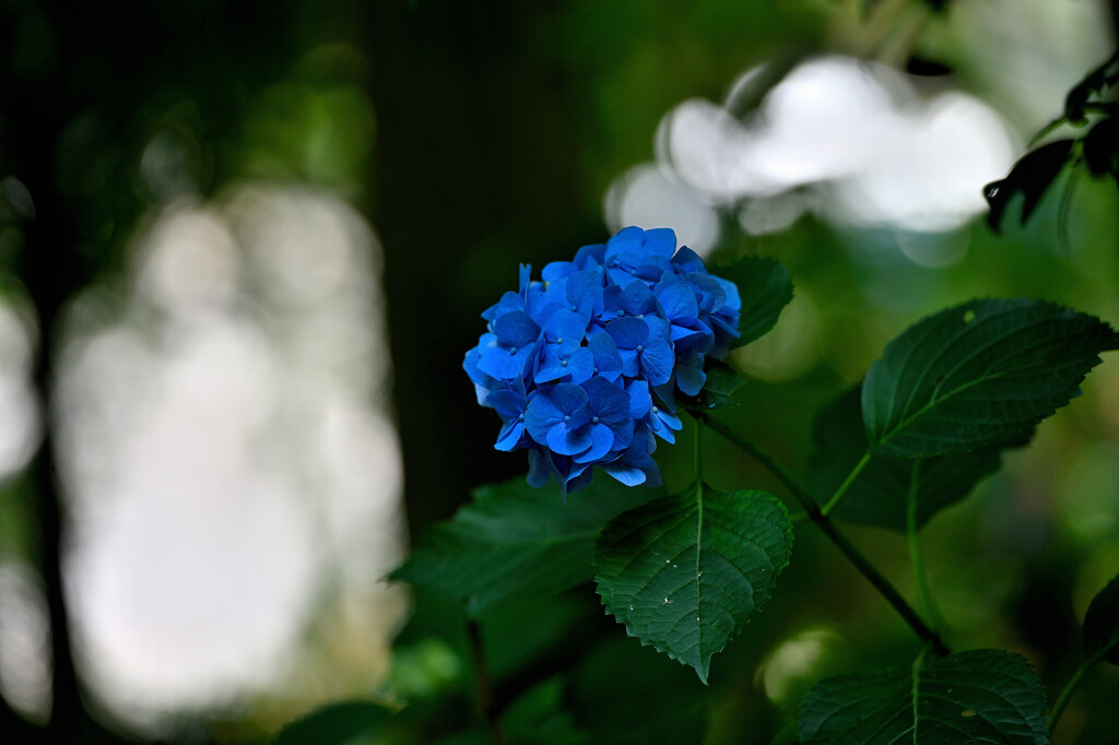 蒼い花