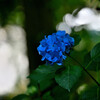 蒼い花