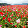 天空のポピー