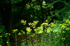 菜の花2015夏