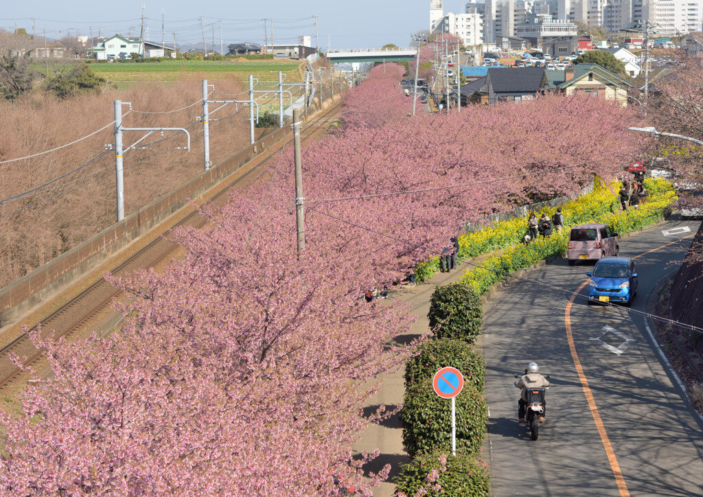 桜ロード