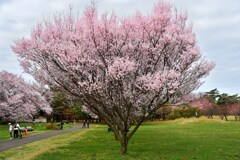 お花見盛り