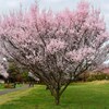 お花見盛り