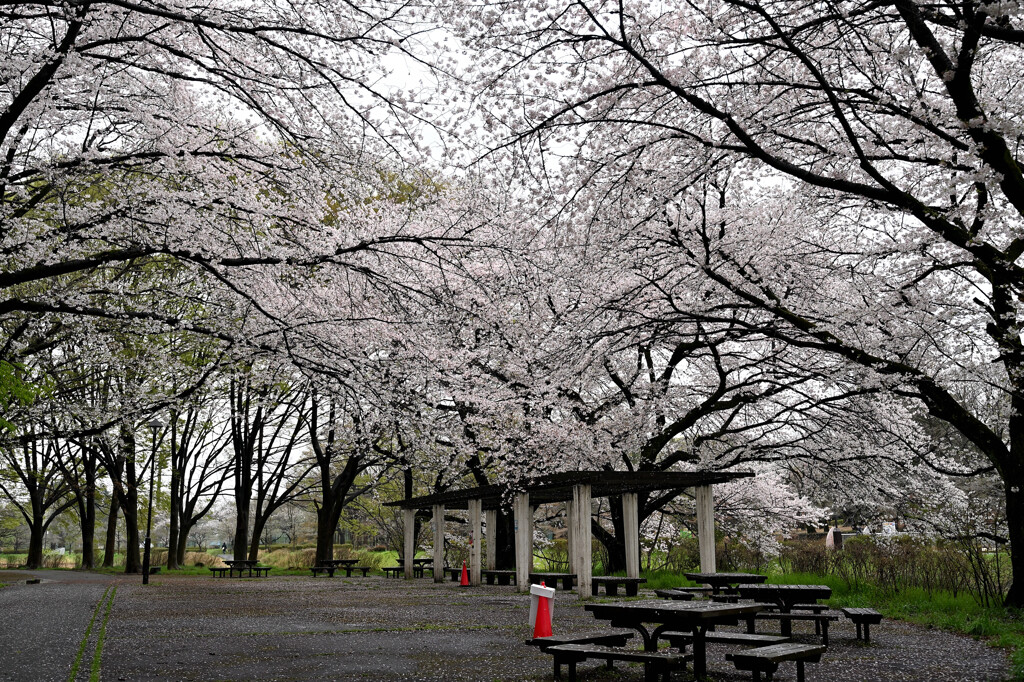 雨の中の桜