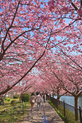 桜ロード
