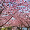 桜ロード