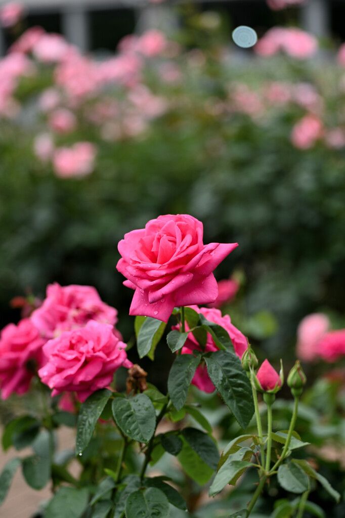 薔薇の美しさ