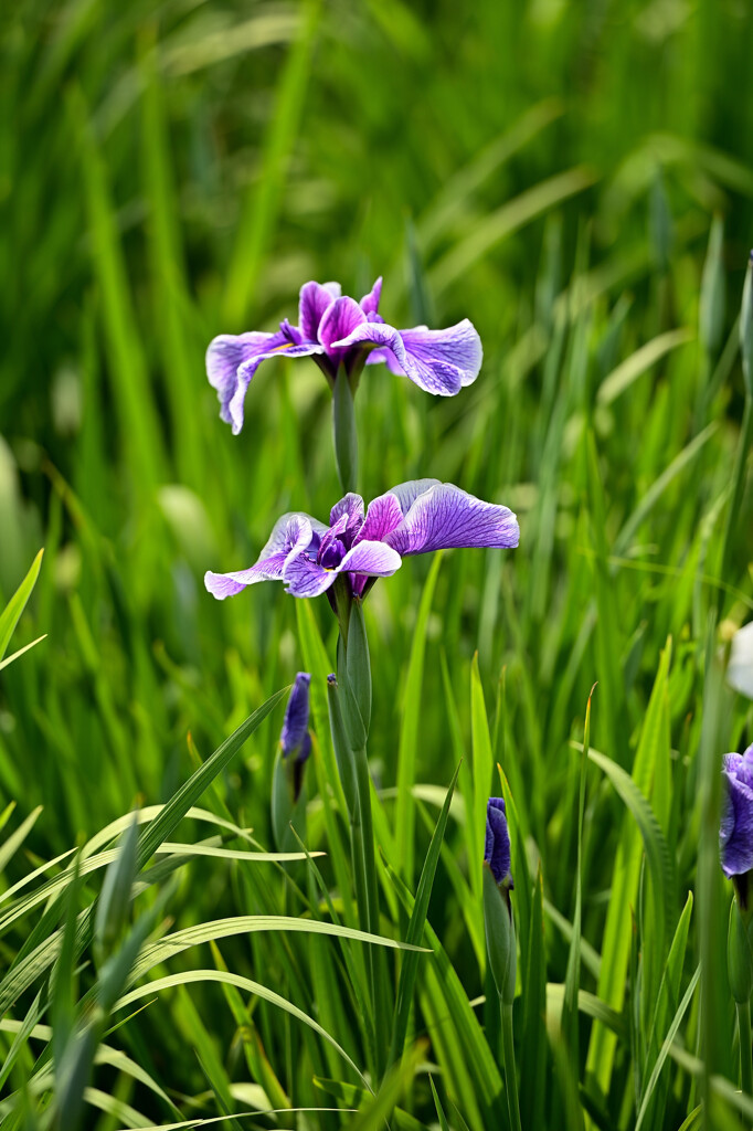 菖蒲
