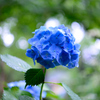 雨の中の紫陽花