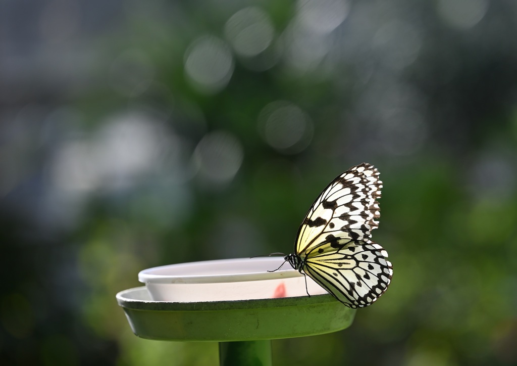 多摩動物公園　昆虫館