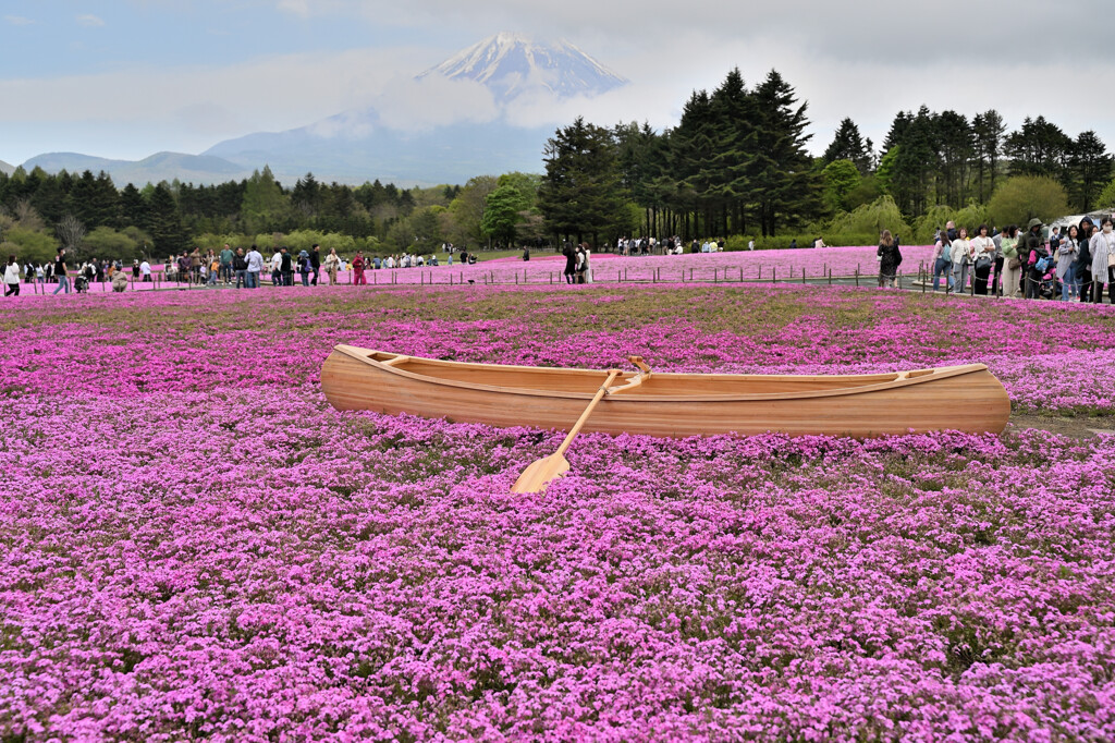 芝桜の海