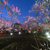 夜の梅園