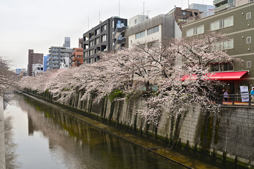 目黒川沿いの桜
