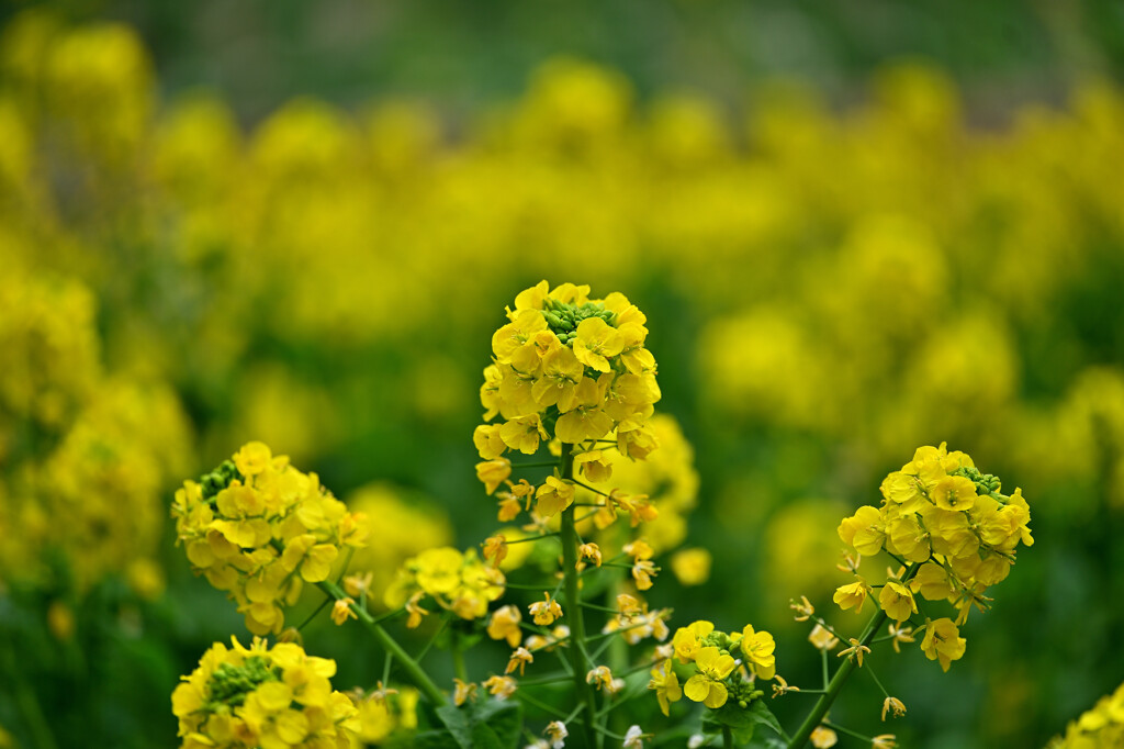 吾妻山公園の菜の花