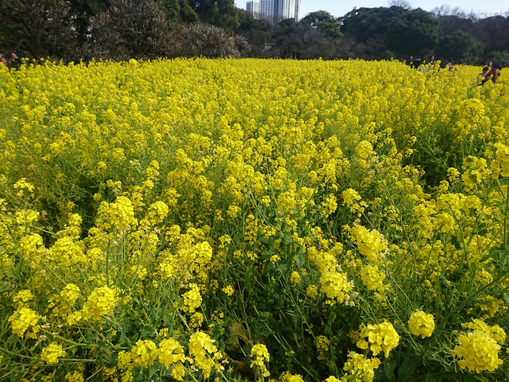 菜の花ワールド
