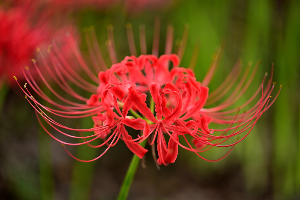 綺麗な曼珠沙華