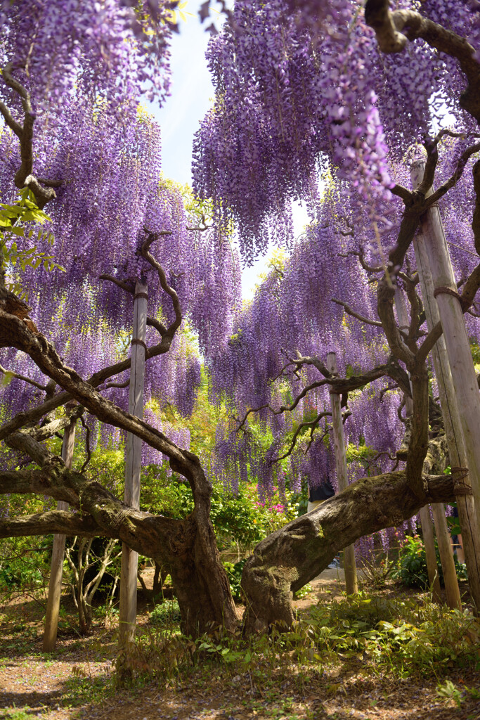 鮮やかな藤の花