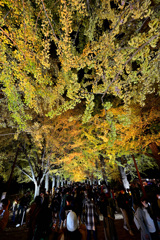 昭和記念公園の紅葉ライトアップ