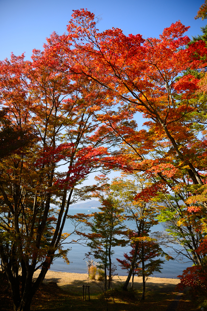 紅葉の世界へようこそ