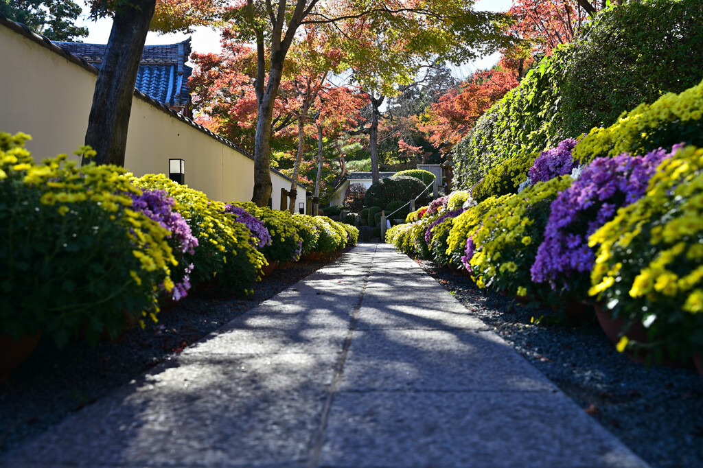 宝徳寺の道