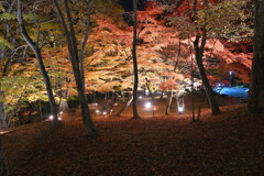 紅葉ライトアップ in 山中湖