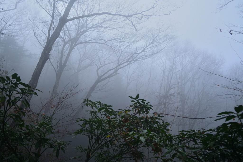 fog