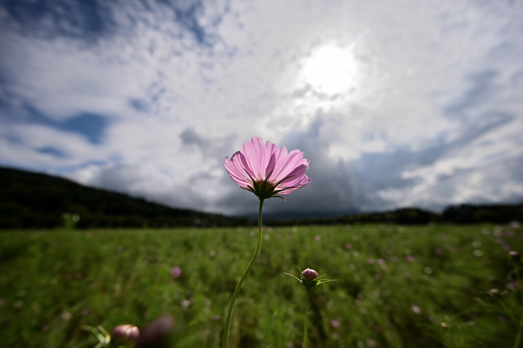 太陽に向かって