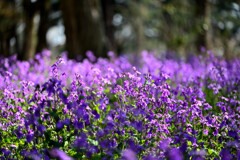 紫色の春