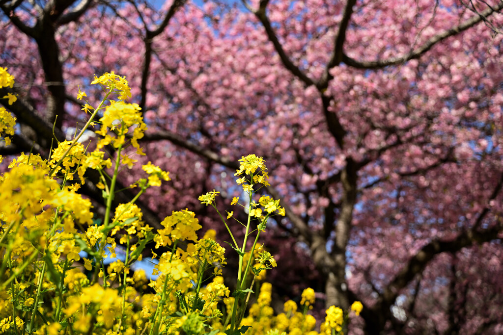 菜の花と桜