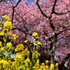 菜の花と桜