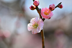 梅の花