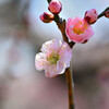 梅の花