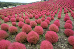 コキアの山