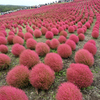 コキアの山