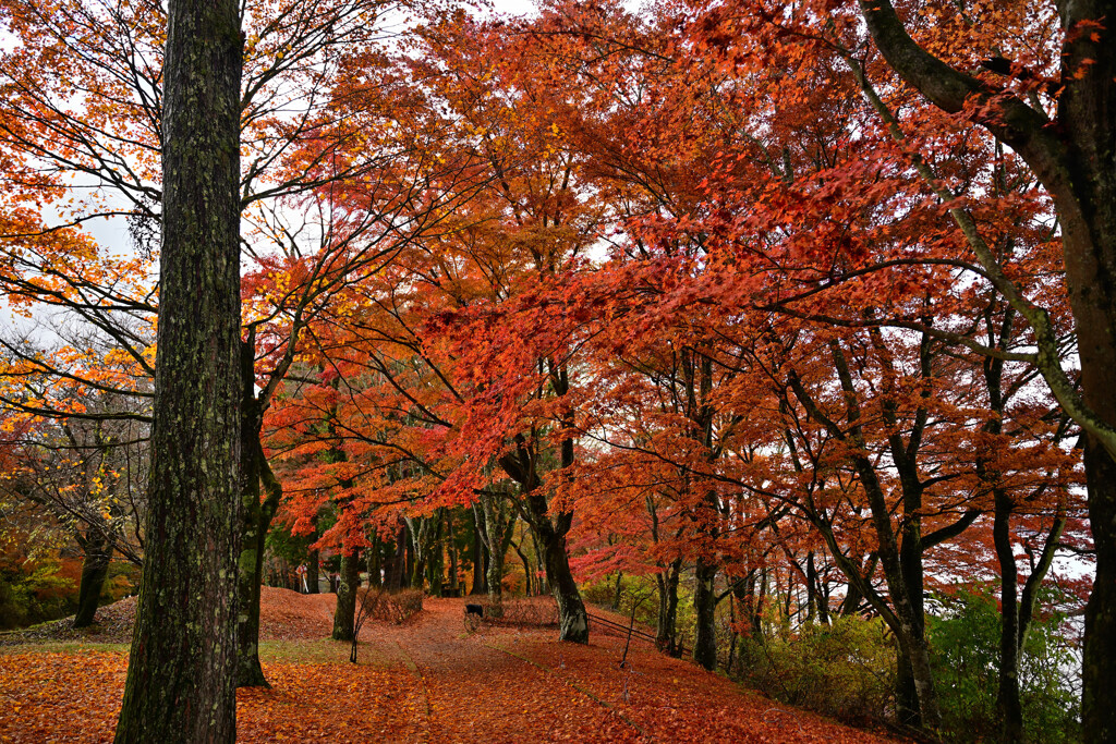 紅葉満開