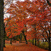紅葉満開