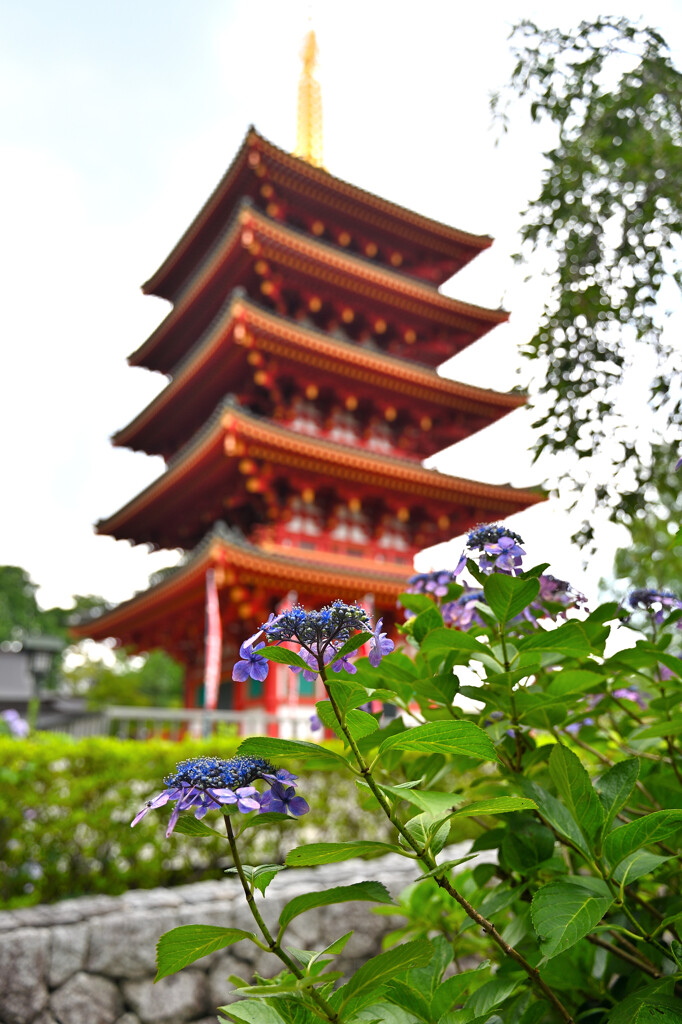 高幡不動尊のあじあさい