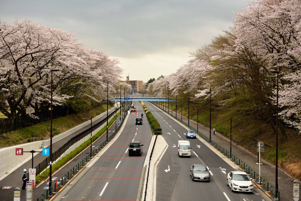 桜並木