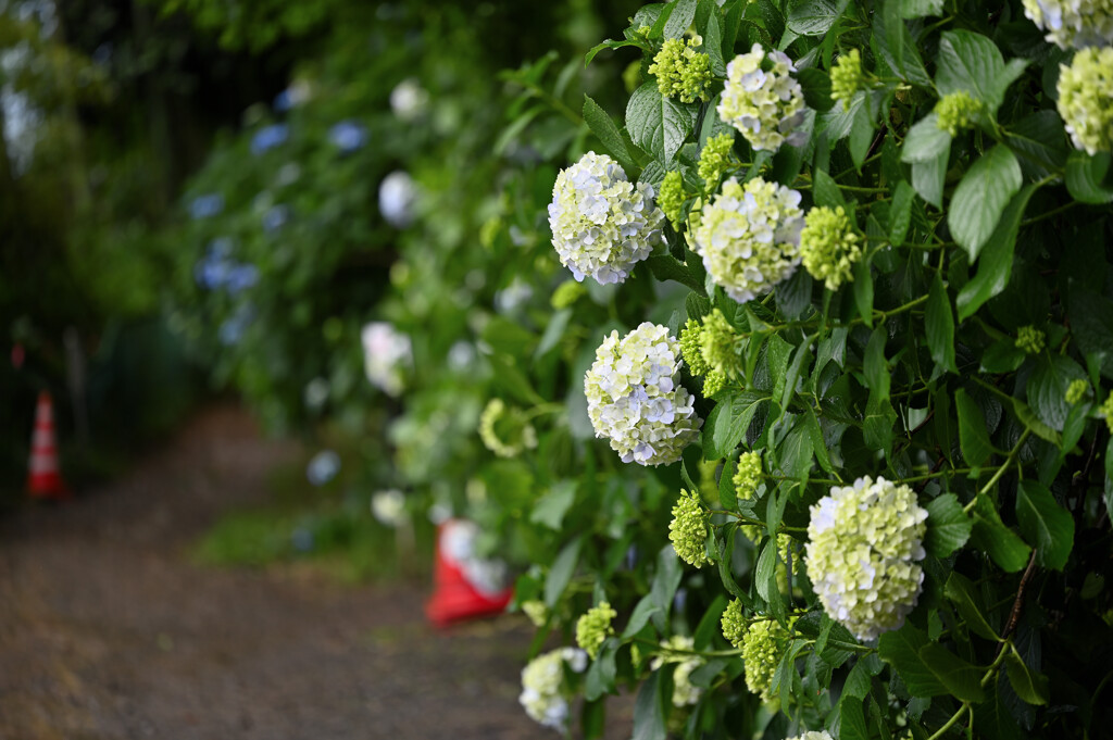 紫陽花のある風景