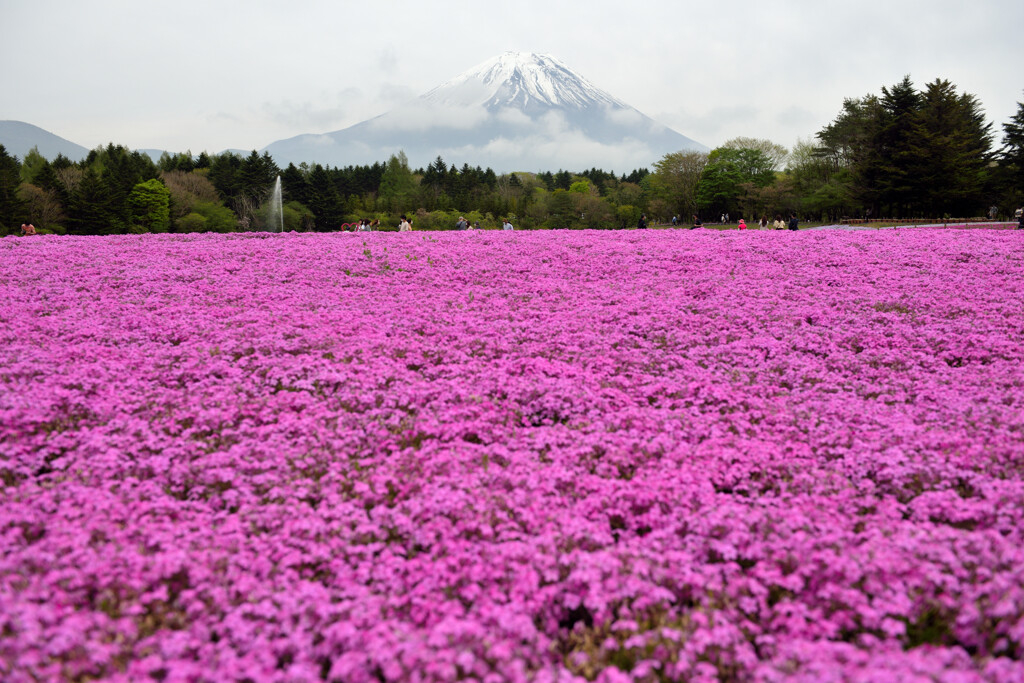 富士と芝桜