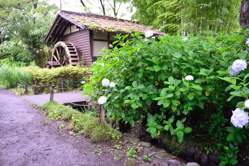 アジサイと水車小屋