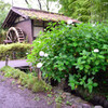 アジサイと水車小屋