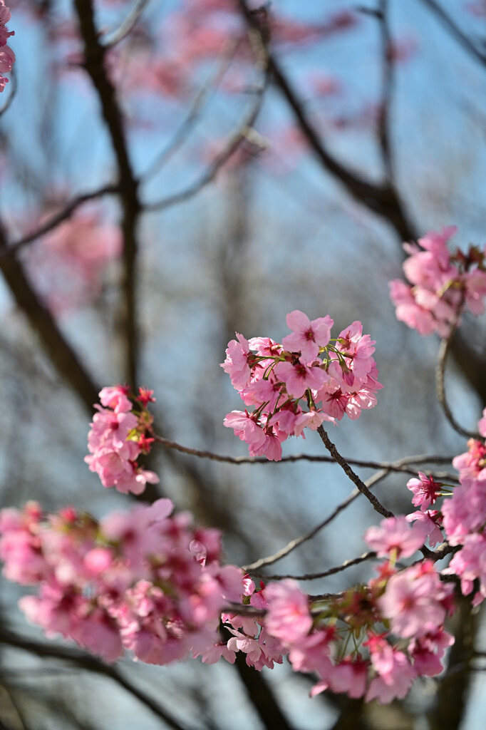 近所の公園の桜