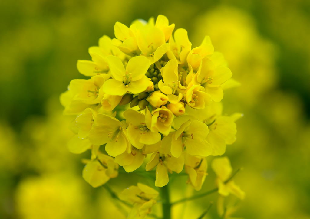 マザー牧場の菜の花