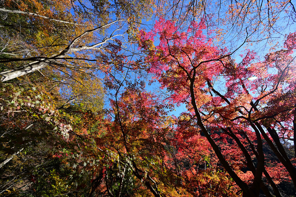 紅葉を見上げる