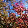 紅葉を見上げる