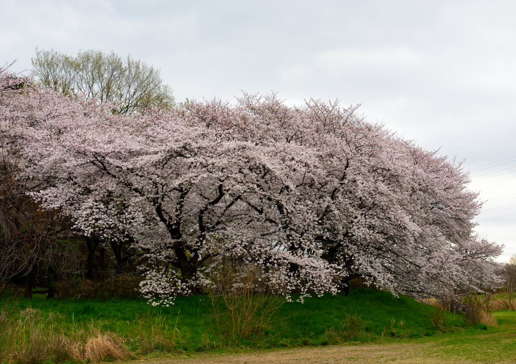 桜